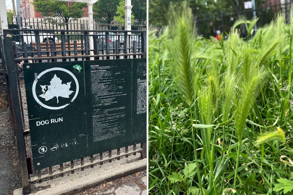 Dog owners at trendy NYC park cautioned about thorny plants that may harm pets