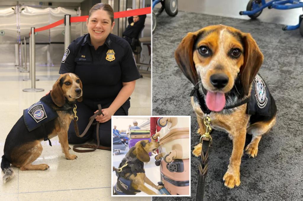 Egyptian man deported after kicking a beagle that found 100 lbs of illegal food at a DC airport.