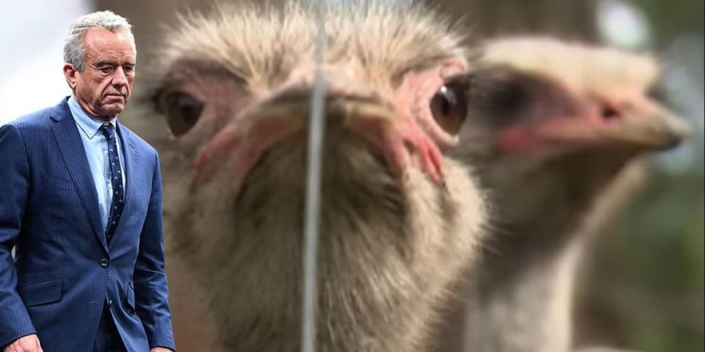 Endangered birds: RFK Jr. is the sole chance for 399 healthy ostriches facing a dire fate in Canada