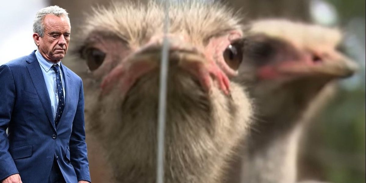 Endangered birds: RFK Jr. is the sole chance for 399 healthy ostriches facing a dire fate in Canada