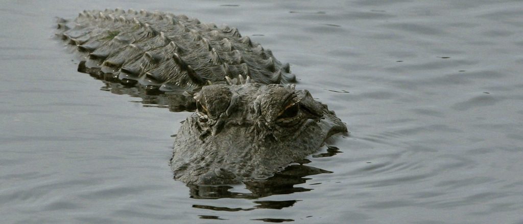 Environmental Organizations File Lawsuit to Prevent 'Alligator Alcatraz' Detention Facility