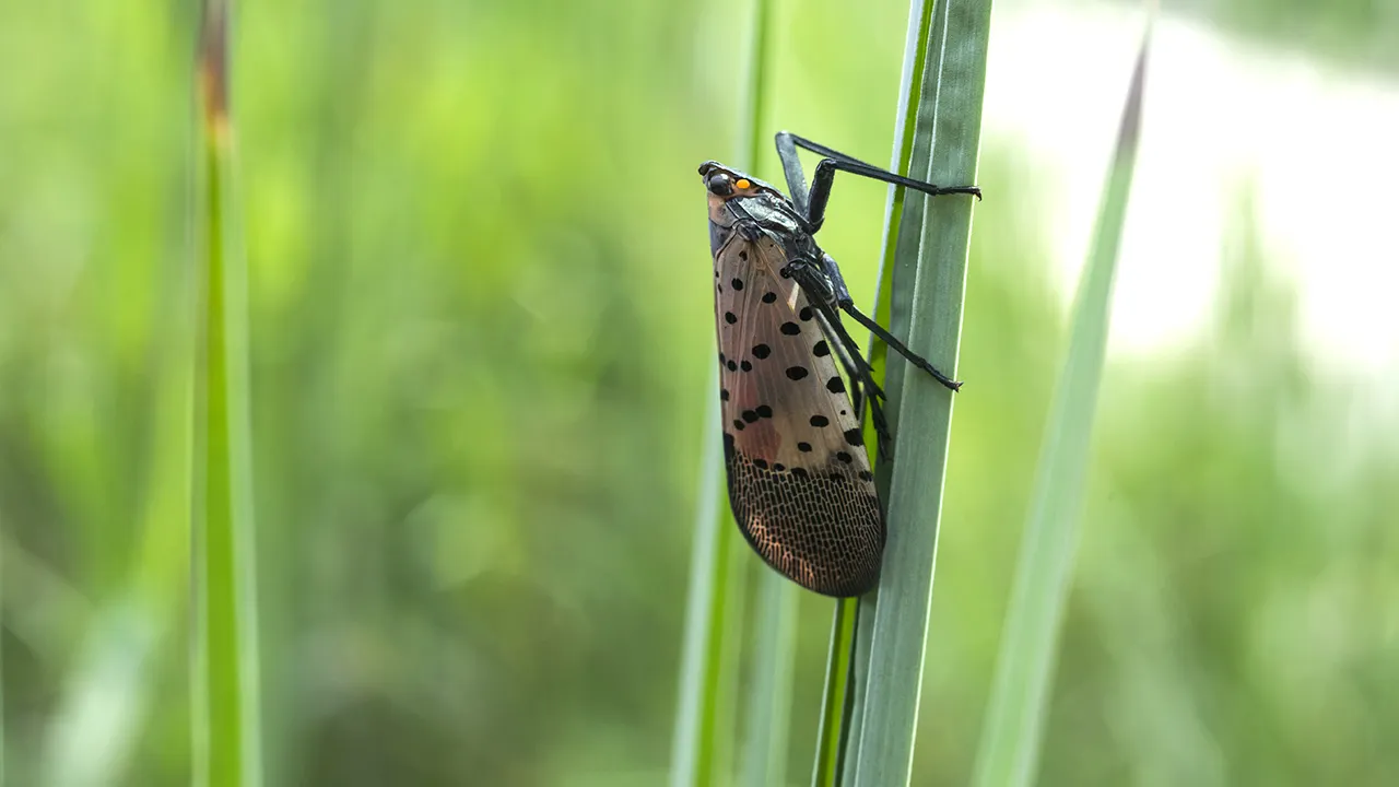 Experts caution that invasive lanternflies may endanger agriculture this summer.