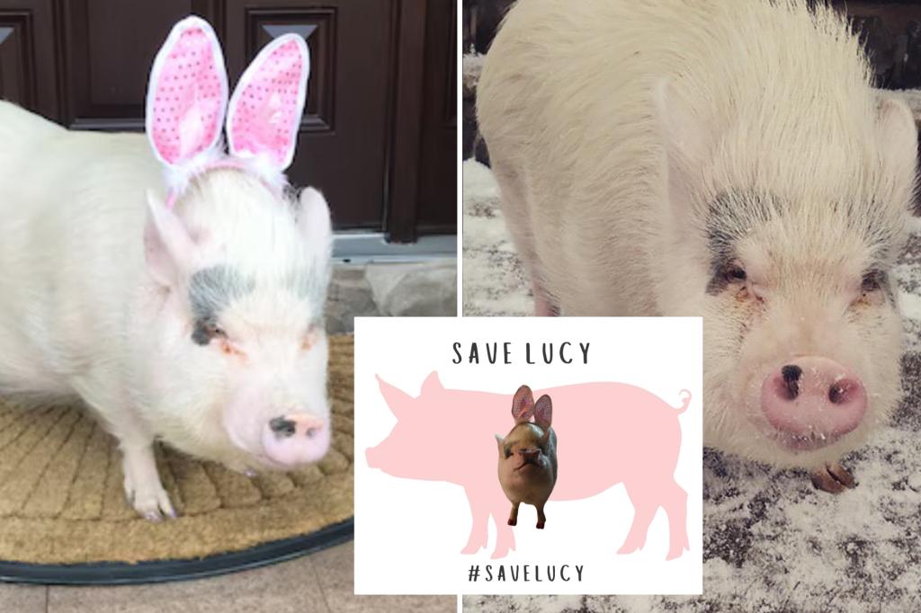 Family in NYC struggles to keep their dying pygmy pig at home in its last days, while the city warns of taking the pet away.