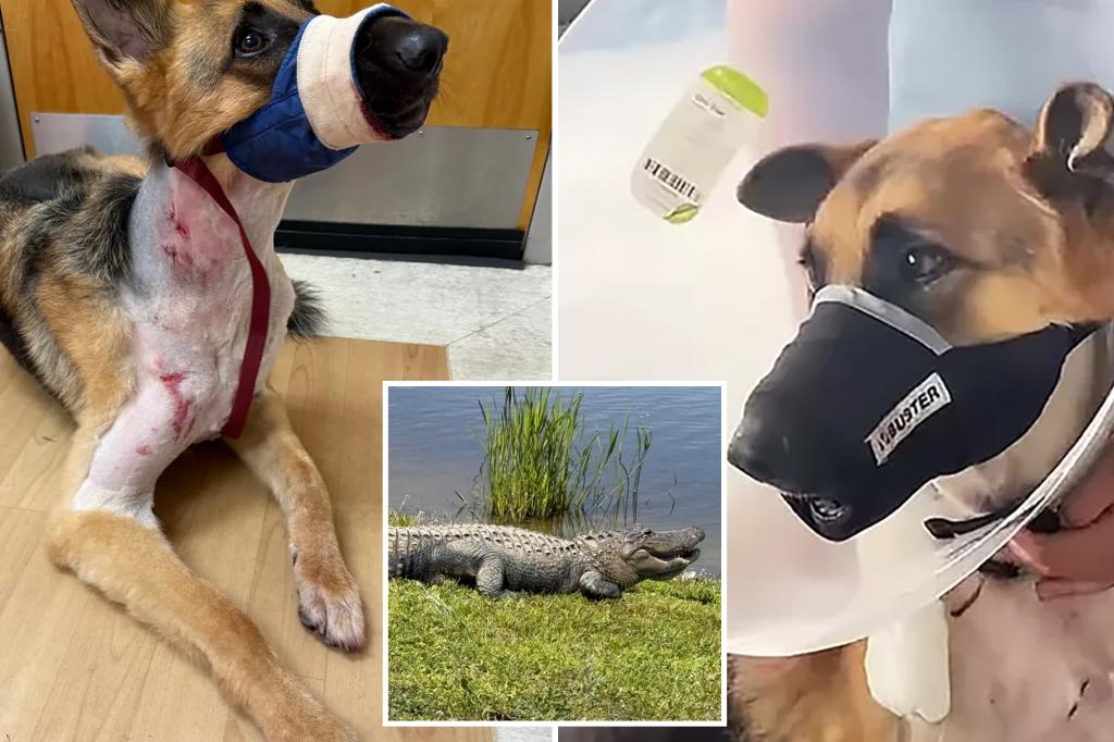 Family's dog 'Zeus' pulled into a Florida pond by a giant alligator and surprisingly survives