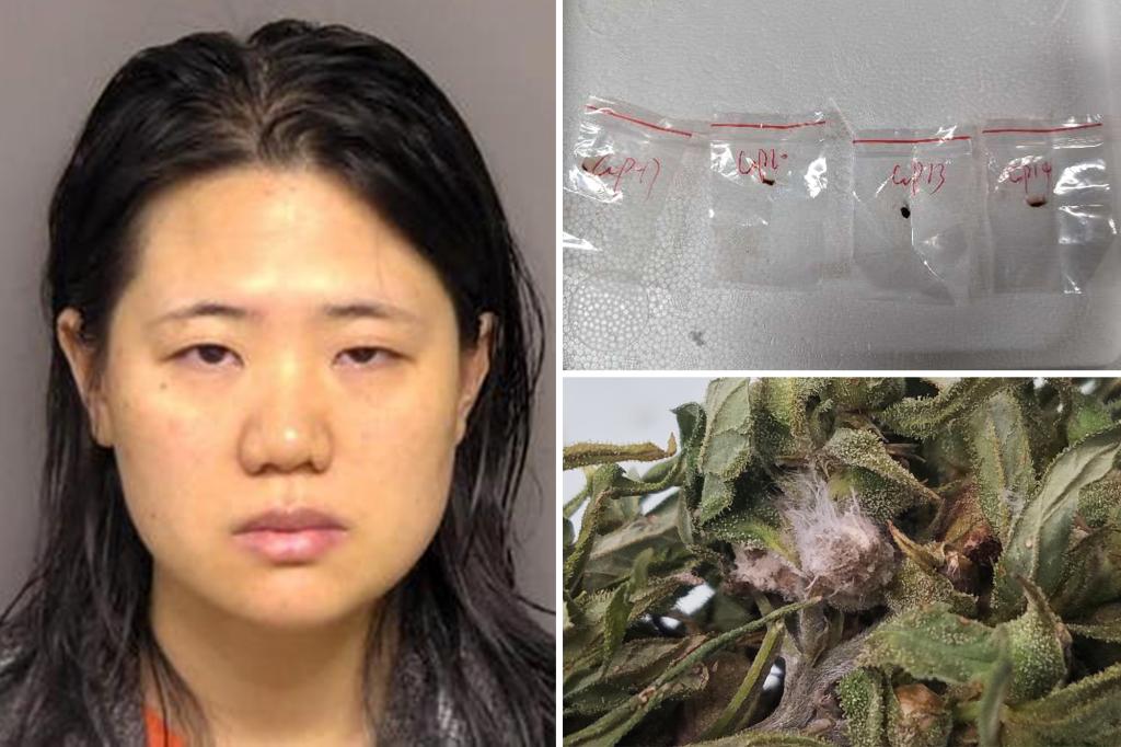 Federal officials claim that a supposed scheme by Chinese researchers to bring a harmful fungus into the US is an assault on the nation's food supply.