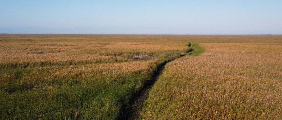 Florida AG Suggests ‘Alligator Alcatraz’ for Unauthorized Immigrants