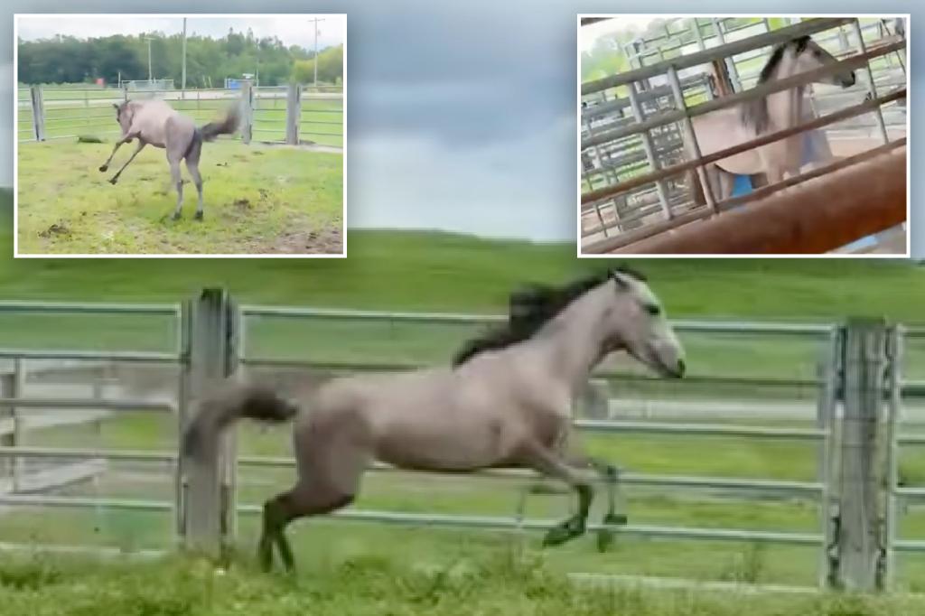 Florida horse Thunder thrilled to experience freedom after being freed from a tight, uncomfortable enclosure