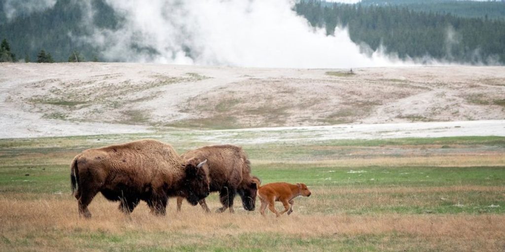 Glenn Beck discusses the reality of Mike Lee's plan to sell land.