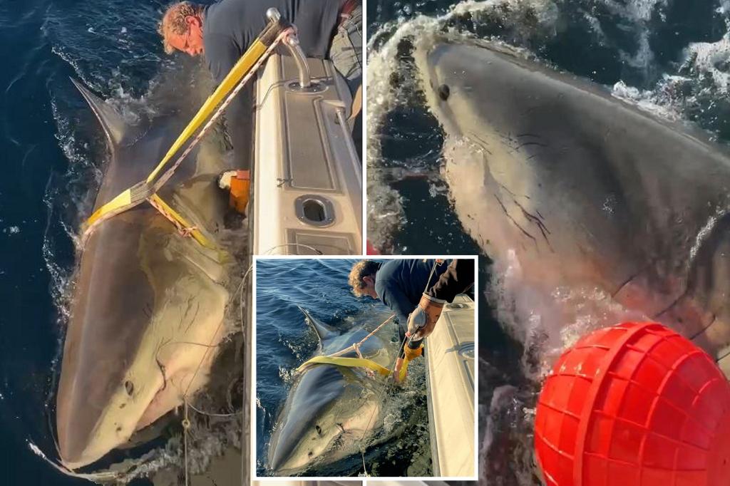 Great white shark competitor travels from Florida to North Carolina