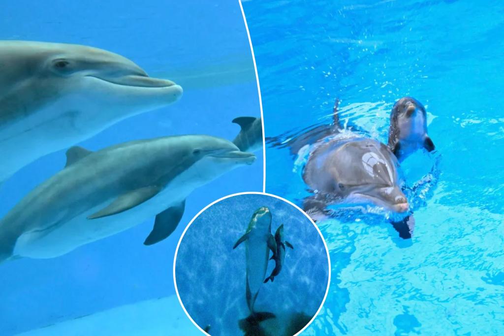 Heartwarming video captures a baby bottlenose dolphin taking its first breath