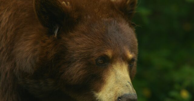 Hunting Group Avoided Following Government Directive to Kill Bear