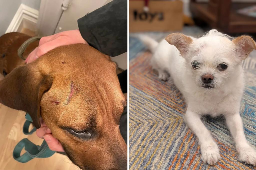 Increase in NYC dogs attacked by other dogs without repercussions as state bill to fix legal gap slows down: 'This shouldn't occur'