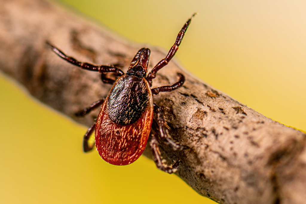 Individual passes away from tick-related virus in Bayfield County