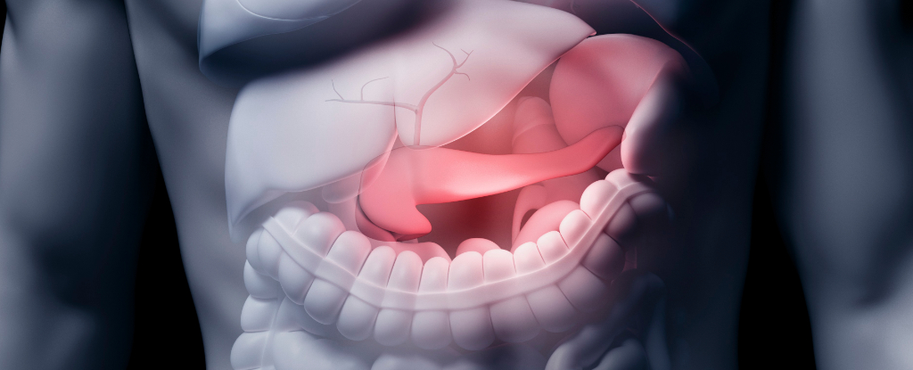 Insulin Is Produced in More Areas Than Just the Pancreas. Discover Another Unexpected Place.