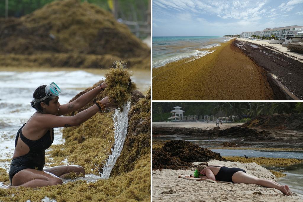 Invasion of Sargassum seaweed in the Atlantic and Caribbean endangers beach resorts.