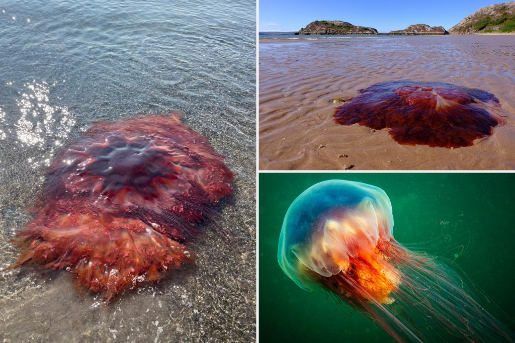 Large jellyfish seen on New England beach, prompting swimmers to keep their distance.
