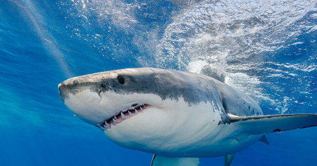 Largest Great White Shark Ever Tagged Approaches NC Coast