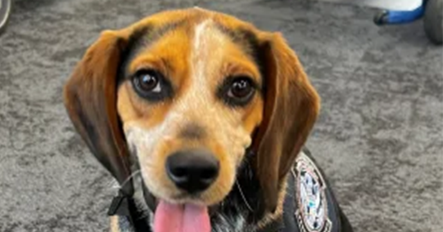 Man Admits Guilt for Kicking Beagle from CBP That Found Contraband