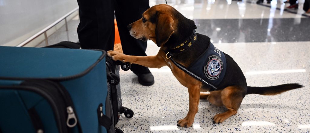 Man Kicks CBP Dog During Search, Gets Removed From US