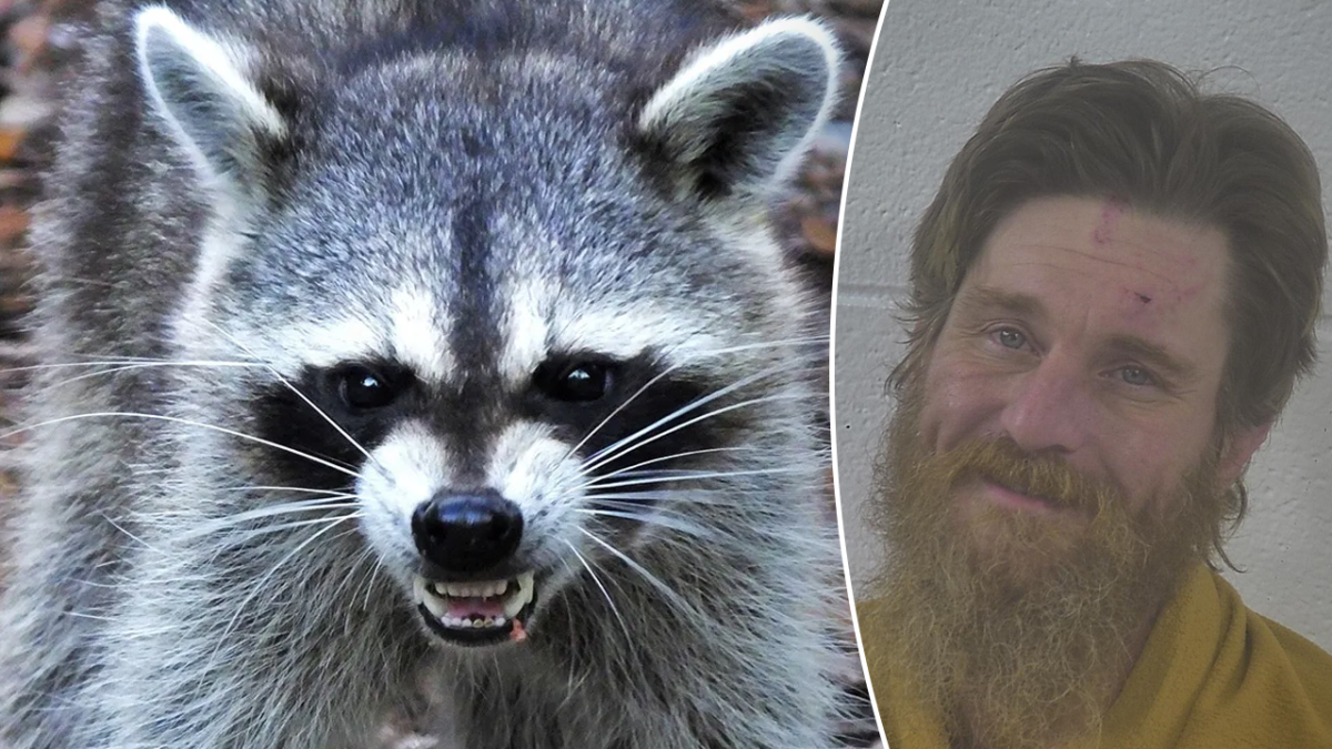 Man taken into custody for letting a raccoon loose in a store following mule riding events