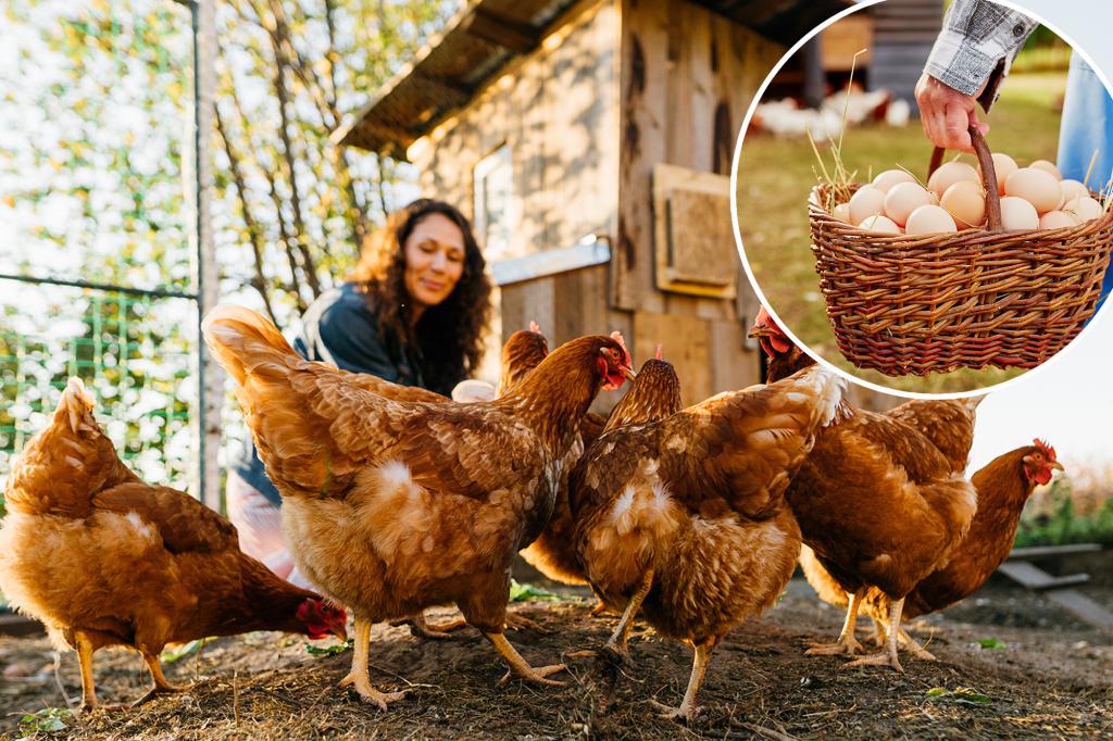 More Americans are constructing chicken coops at home to cut costs on eggs – here’s what specialists advise.