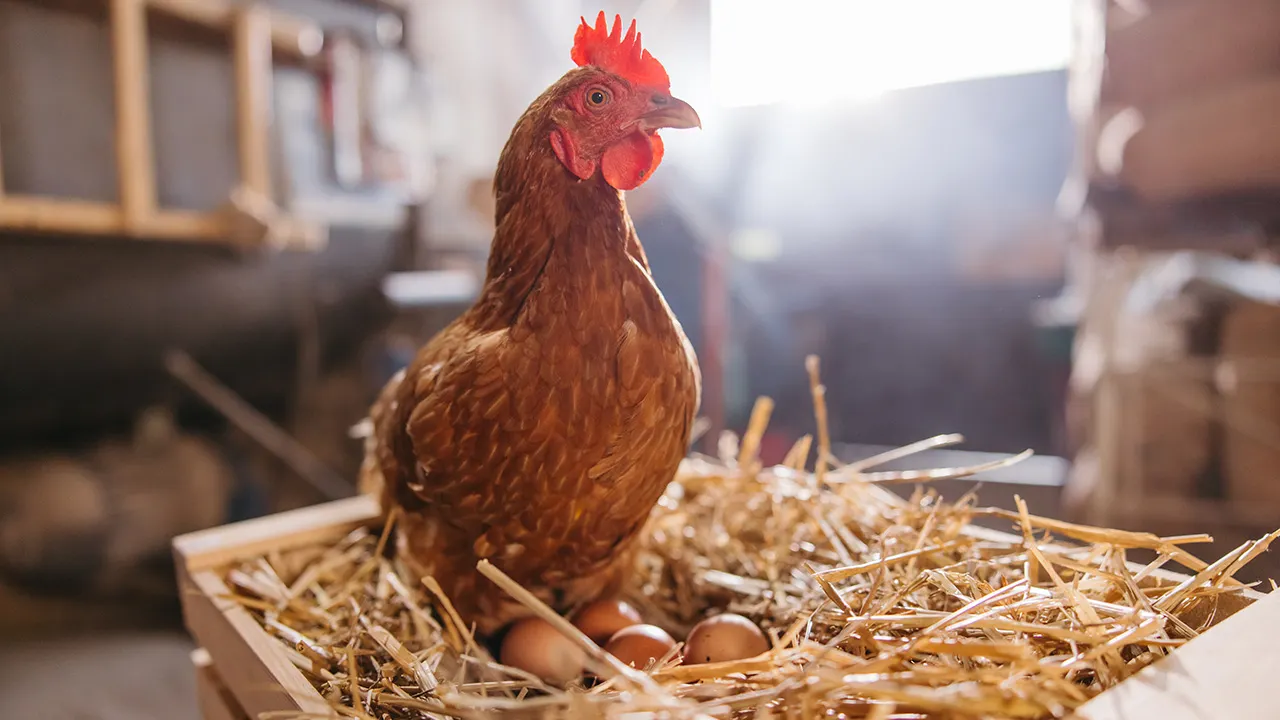 More Americans are turning to raising chickens in their backyards, even with the difficulties of caring for them.
