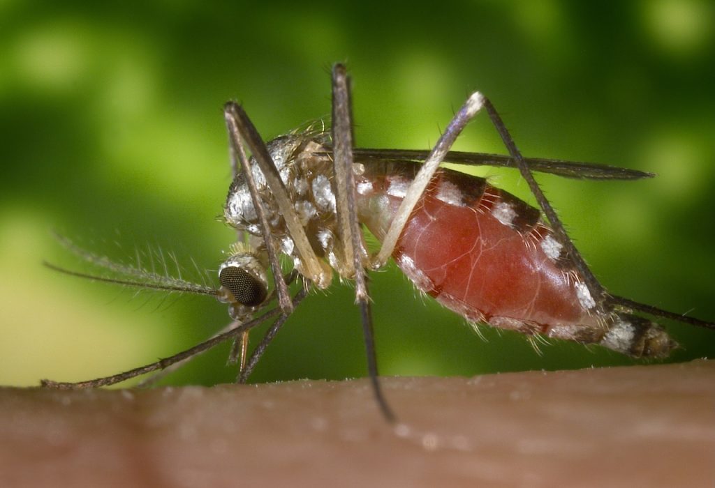 Mosquitoes have arrived ahead of schedule. Ways to prevent the most dangerous animal from invading your yard.