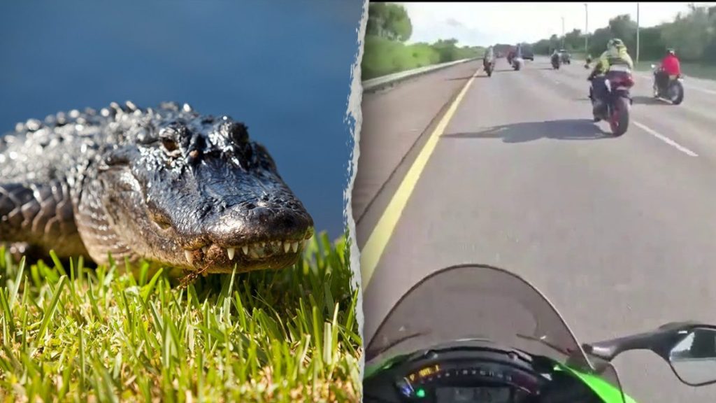 Motorcyclists in Florida hospitalized after colliding with a six-foot alligator on the highway