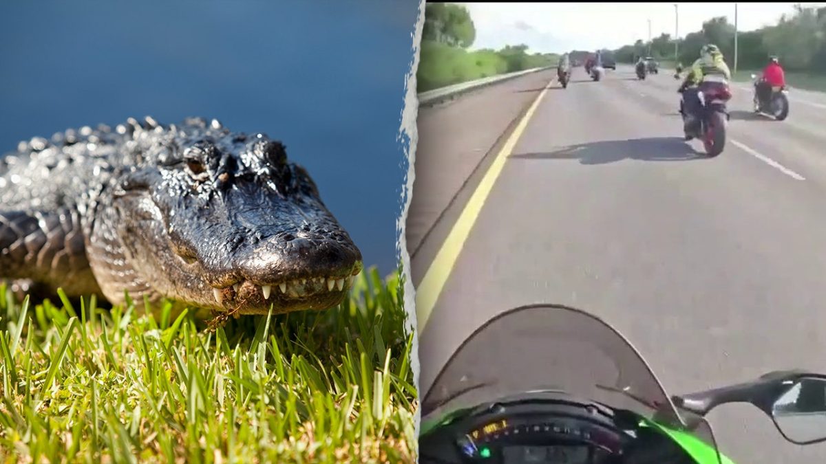 Motorcyclists in Florida hospitalized after colliding with a six-foot alligator on the highway