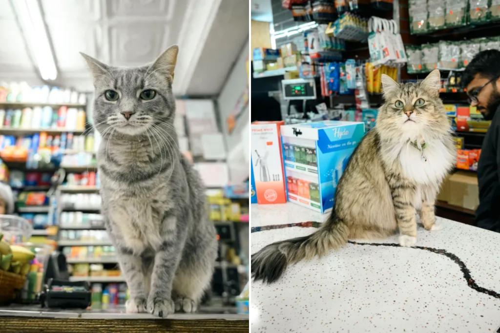 New York City might completely legalize bodega cats, and a politician insists he’s serious about it.