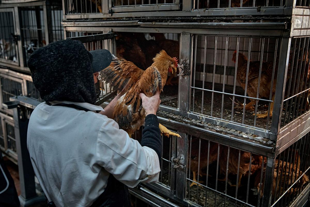 No confirmed human bird flu cases have been reported in the U.S. for almost four months — what is the reason?