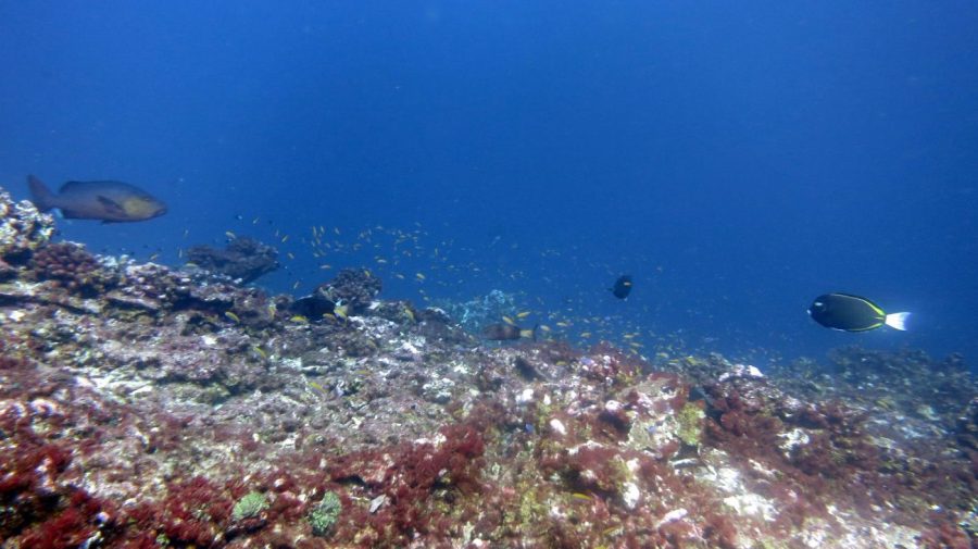 Ocean acidity surpasses crucial limit, research reveals