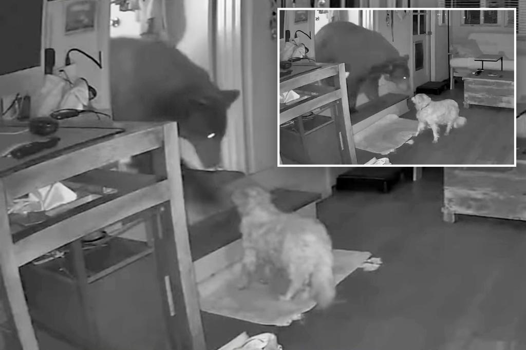Old dog confronts bear in the house as owner sleeps through the frightening experience: video