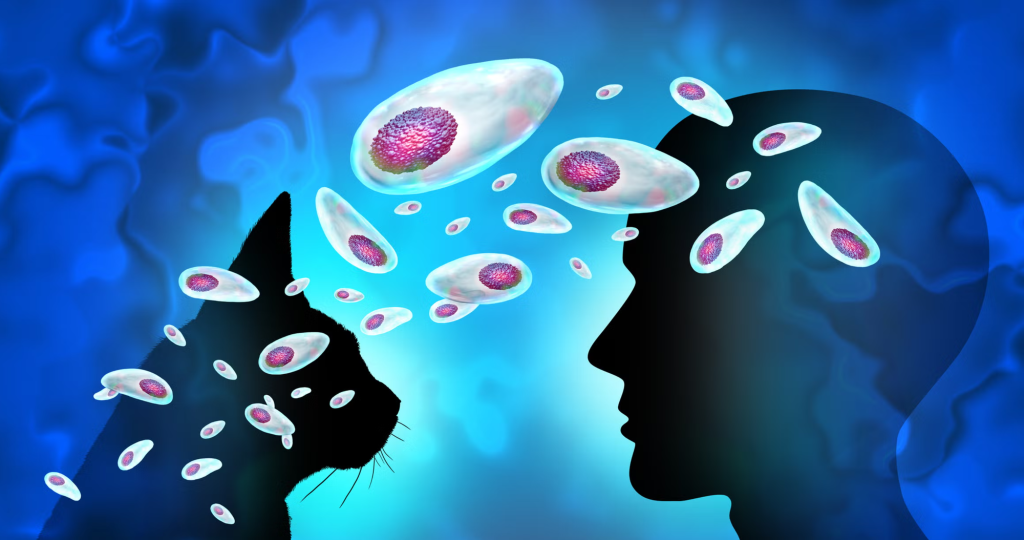 One in three Americans has a brain parasite that quietly changes how the brain works