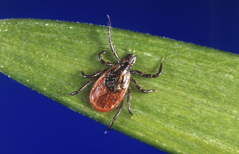 Other diseases carried by ticks are on the rise, doctors caution, in addition to Lyme disease.