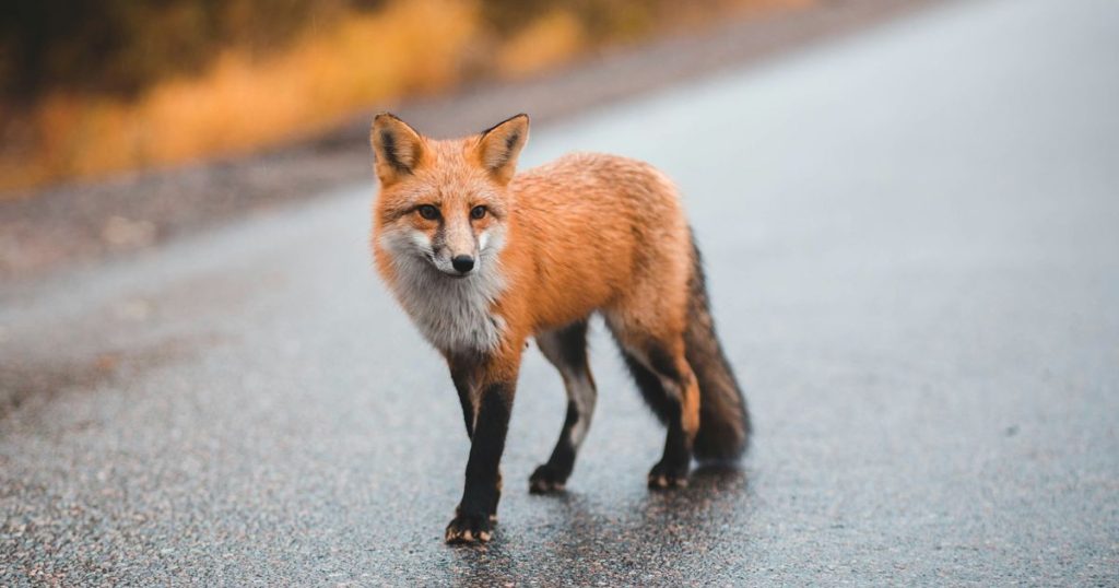 Rabies confirmed in Fayetteville after a fox bites a home inspector