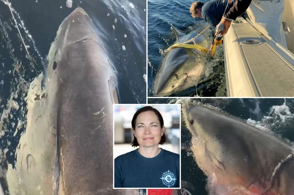 Researcher monitoring largest great white shark ever shares tips on how to avoid an encounter.