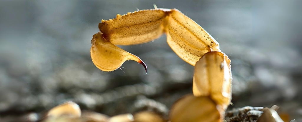 Researchers Claim Amazonian Scorpion Venom Can Eliminate Breast Cancer Cells
