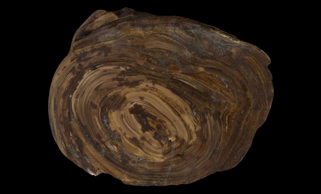 Researchers Discover The Oldest Stomach Stone Fossil Ever Found