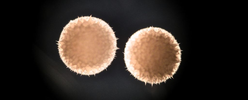 Researchers Verify Anti-Aging Medication Seems to Extend Lifespan in Animals