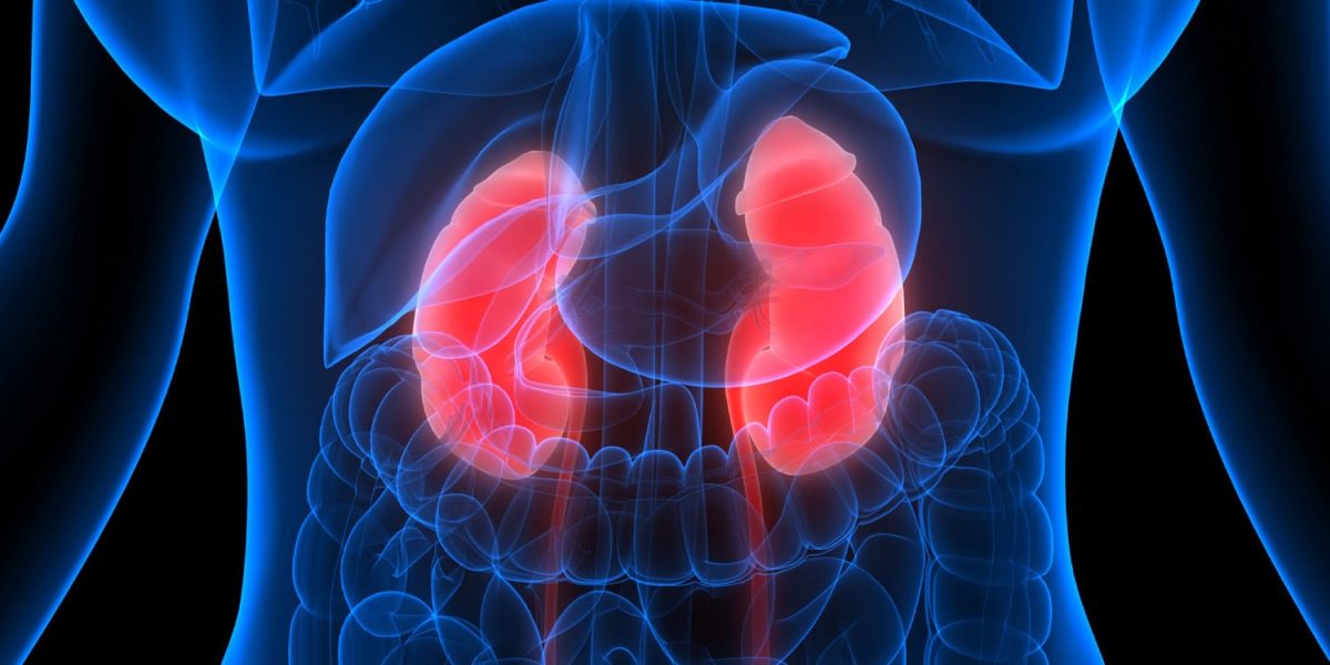 Researchers discover pathway from kidneys to brain for spreading protein linked to Parkinson's