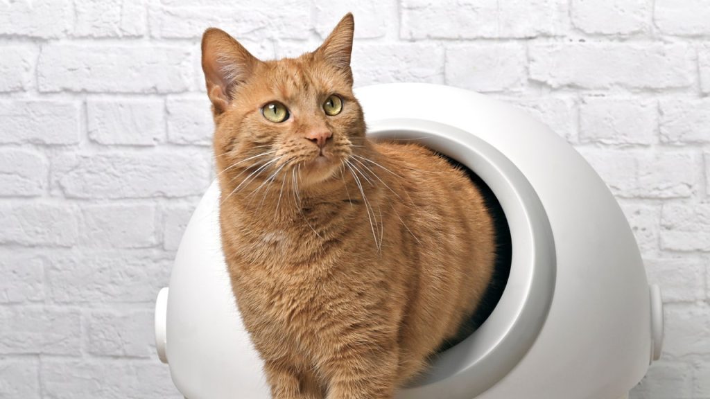 Self-cleaning litter boxes that simplify cat care