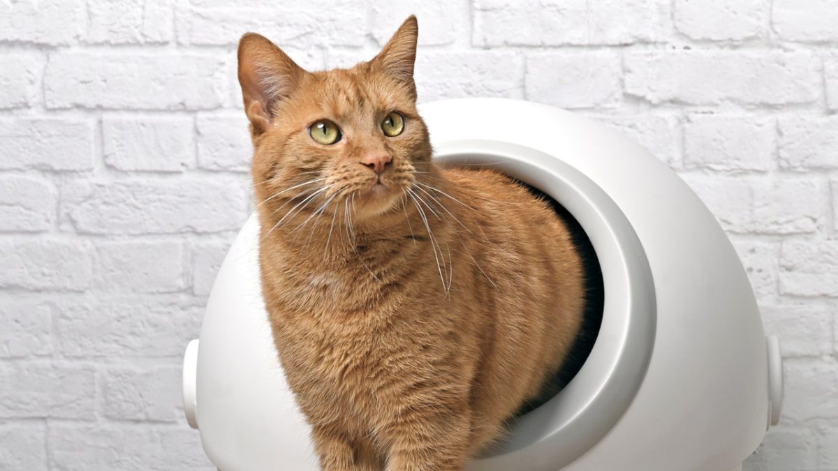 Self-cleaning litter boxes that simplify cat care