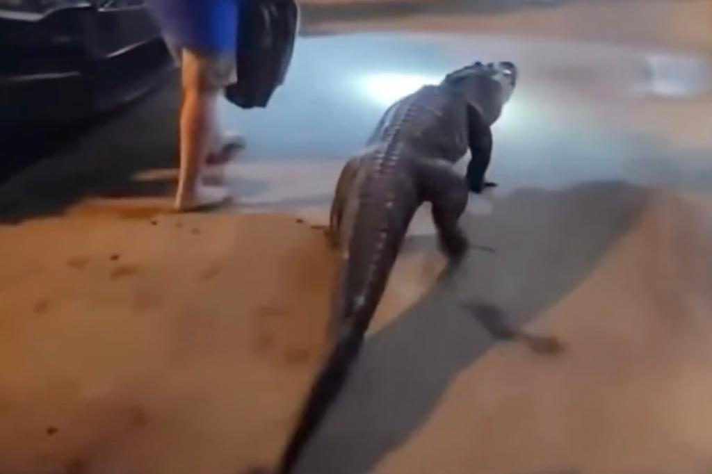 Six-foot alligator appears at Virginia motel, surprises police in funny video