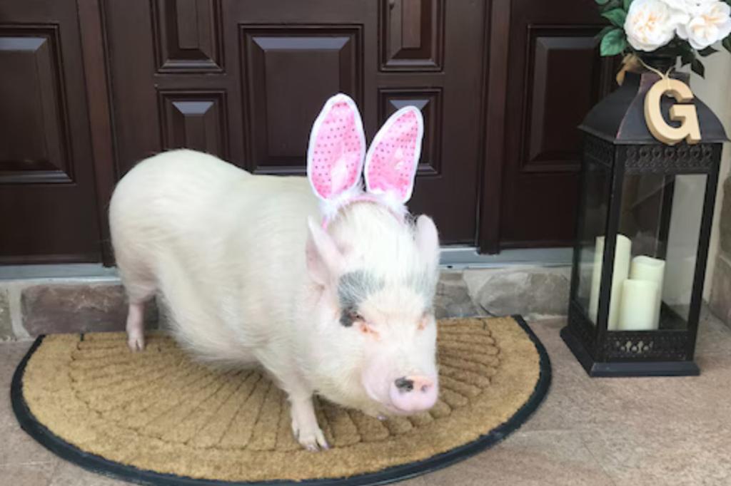 Staten Island pig Lucy can stay at home, says mayor