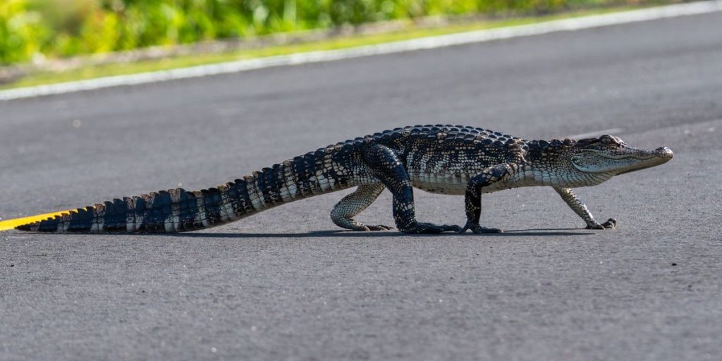Strange news: Video captures motorcyclists colliding after hitting an alligator on a Florida highway