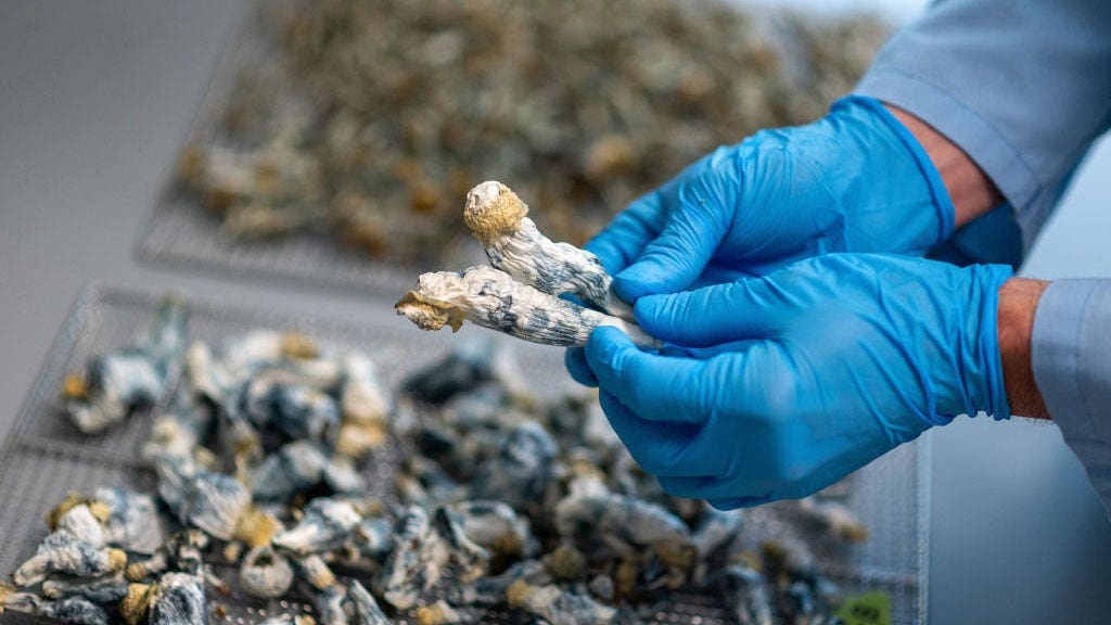 Study reveals that a single dose of psilocybin from magic mushrooms provides five years of relief from depression.