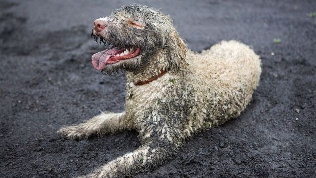 The impact of pets on your immune system