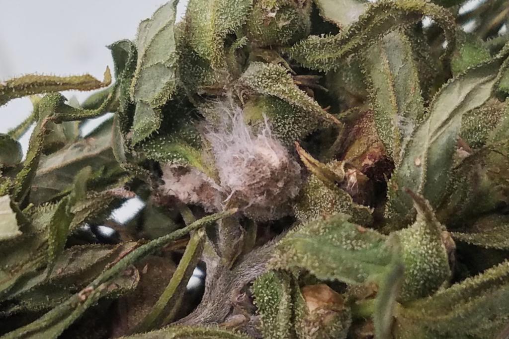 The risky Chinese fungus traffickers: Letters