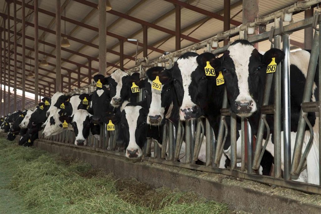 These Analysts Introduce a New Stock Acronym: 'COW'